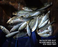 (씨스타호) 29일 역대급 대전갱이 조황! 평균 40cm·최대 45cm, 장원 50마리급! 쿨러 부족 사태까지!