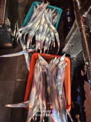 제주 배프로 갈치텐빈