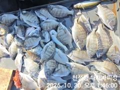 [부산] 오늘의 감성돔 선상카고 조황 입니다