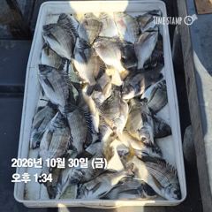 [마산] 돔앤돔호 오늘조황 2분이서 마릿수입니다.