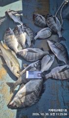 감성돔 흘림 ~~(11원 2일예약가능)