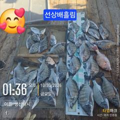 [고성] 병산 감성돔 준수한씨알 마리수선상배 &선외기 및덴마 흘림조황~~