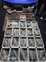 [통영] 28일 무늬조황
