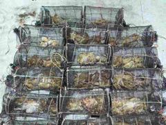 [진해] (오늘야간문어예약중)29일야간 14분이서 쭉쭉~망탱이묵직~하게