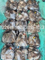30일, 군산 갑오징어~싸이즈 굿~망탱이조황~~내일도 갑니다~군산낚시프라자 나드리호