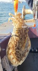 [전곡항 골드피싱] 26년 10월 30일 주꾸미 / 갑오징어 낚시 조황
