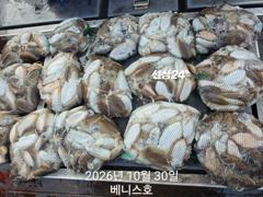 ★★ 10 / 30 [군산 대일피싱] 베니스호 갑오징어 대박조황입니다. 다음주 월요일부터 예약가능합니다.
