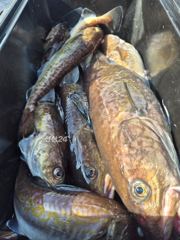 10월30일 블랙이글스호 대구라바조항