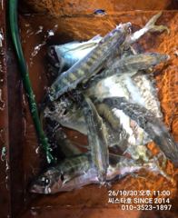 평균 40cm 대전갱이! 아징 공략 찐한 손맛 제대로!