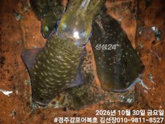830g무늬가 오늘 제일 큰사이즈 였어요!