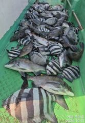 1   [거제] 4대돔 마릿수 대박조황 1