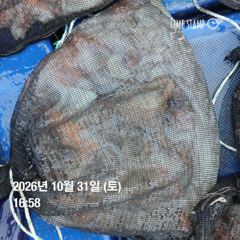 포항 종방)제2대일호 10월 31일 문어조황