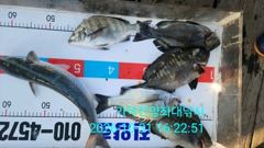 [부산] 가덕천성진양 오늘조항 20261031 토